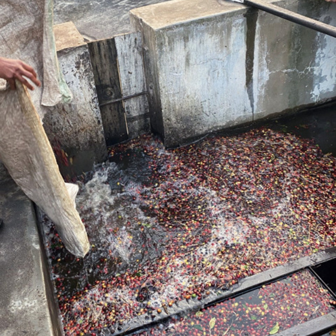 インド オーガニックコーヒー〈ポアブス農園〉中深煎り・深煎り焙煎（有機JAS認定）