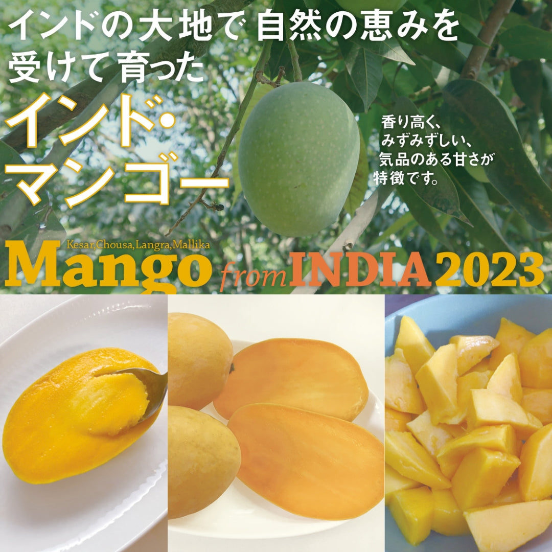 インド マンゴー〈ミスラ農園〉（クール便送料込み）