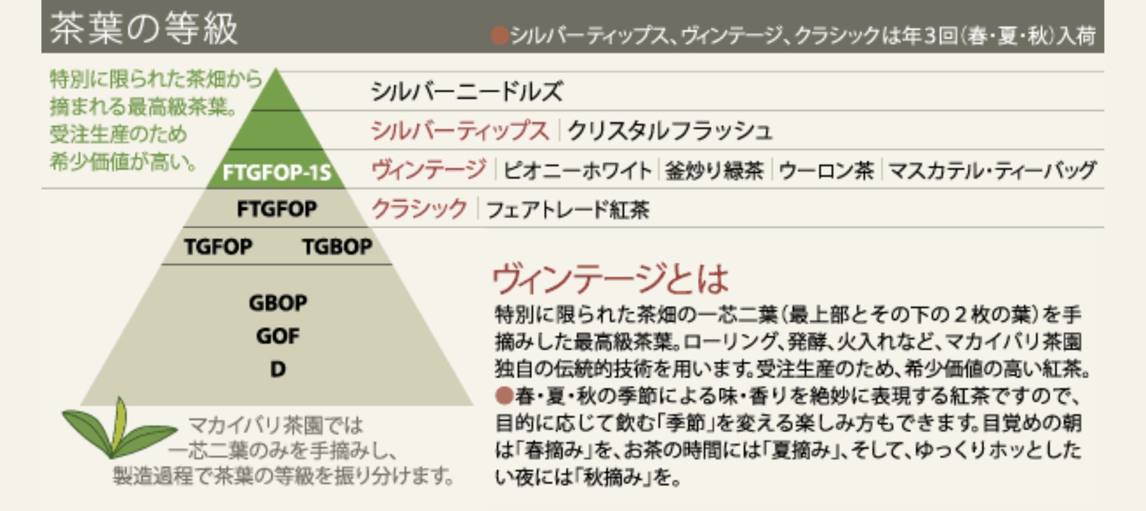 2023年 春摘み紅茶 ファーストフラッシュ ヴィンテージ（有機JAS認定ダージリン）
