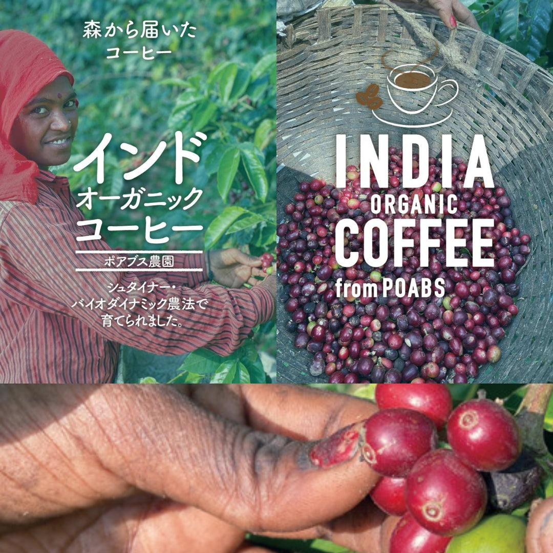 インド オーガニックコーヒー〈ポアブス農園〉中深煎り・深煎り焙煎（有機JAS認定）