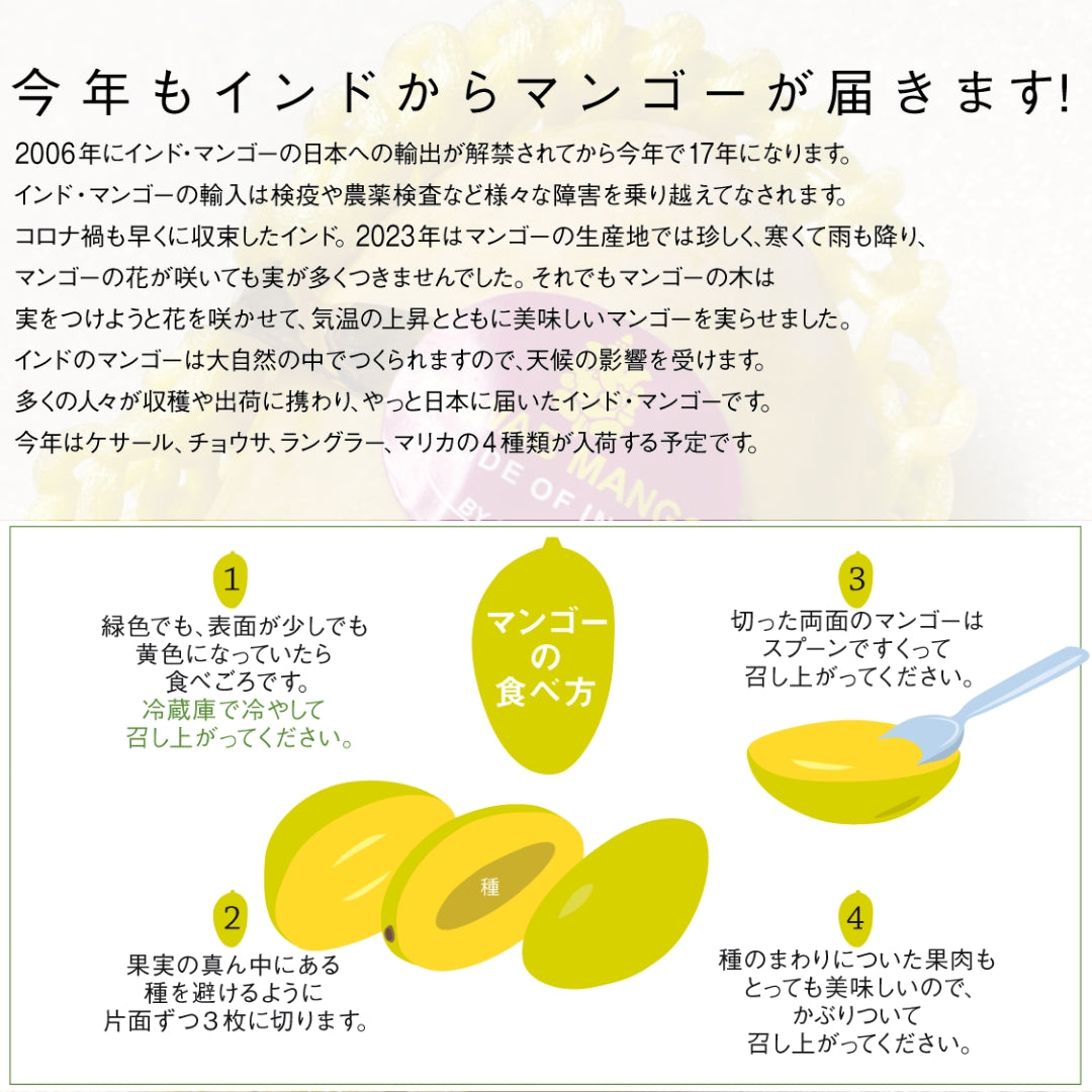 インド マンゴー〈ミスラ農園〉（クール便送料込み）