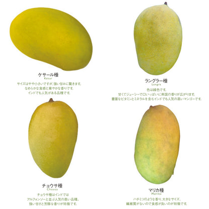 インド マンゴー〈ミスラ農園〉（クール便送料込み）